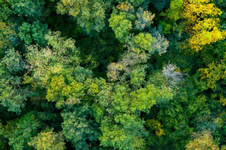 Bird's eye view of a green forest